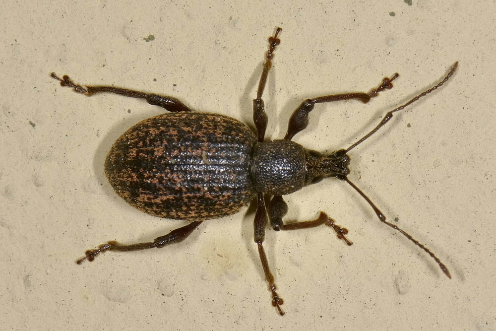 Curculionidae da id. - Otiorhynchus aurifer